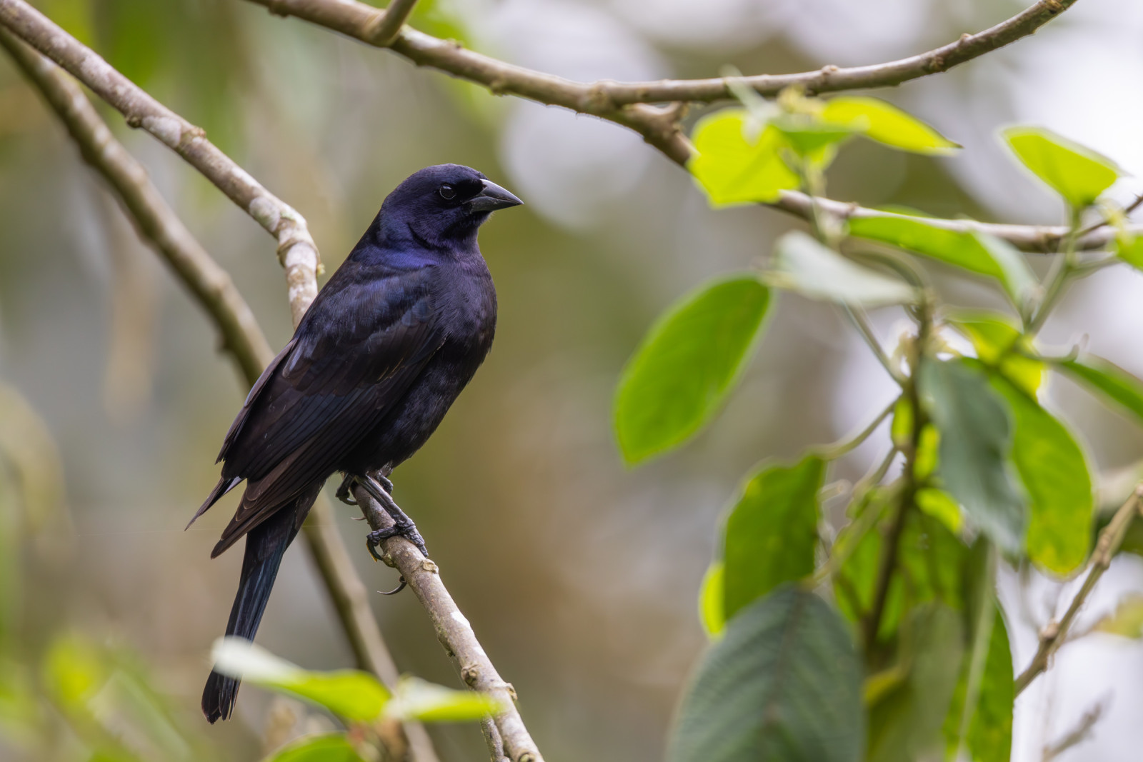 image Shiny Cowbird